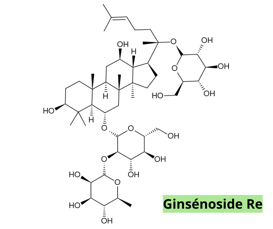 Schéma moléculaire des ginsénosides.